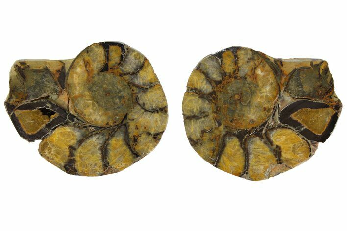 Sliced, Iron Replaced Fossil Ammonite - Morocco #138045